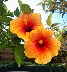 orange hibiscus flowers in foliage