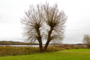Obraz premium Two trunk tree with bare branches by the lake on cloudy day – Viborg - Denmark