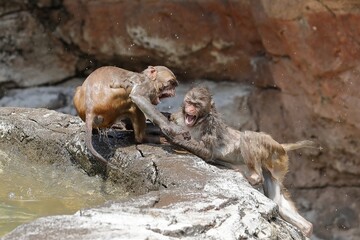 温泉でケンカをするアカゲザルの子供