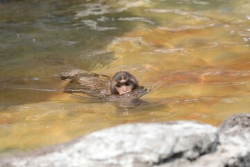 顔を上げて泳ぐアカゲザルの子供