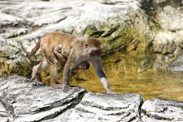 赤ちゃんをしがみつかせて歩くアカゲザルの母