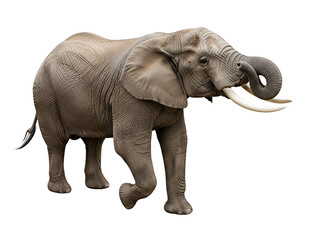 Obraz premium Majestic African Elephant with Tusks Isolated on White Background
