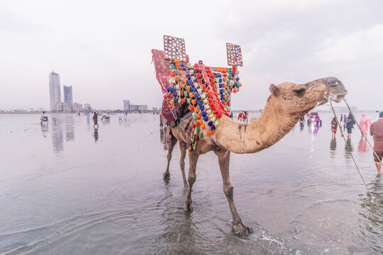 Camel rides offered at the Clifton Beach in Karachi, Pakistan