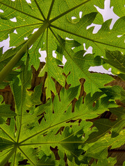 Papaya leaves exhibiting yellowing caused by environmental stress showing natural leaf variation
