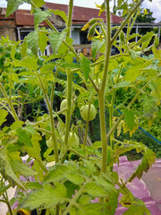green tomatoes in a greenhouse