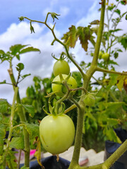 fresh cherry tomatoes in the garden behind the house