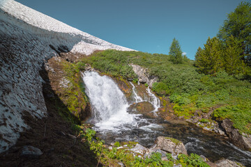 Big waterfall flows from mossy rock under snow cornice in sunny day. Green alpine scenery with pure mountain creek among wild lush flora in bright sun. Large river source under snowfield in sunlight.