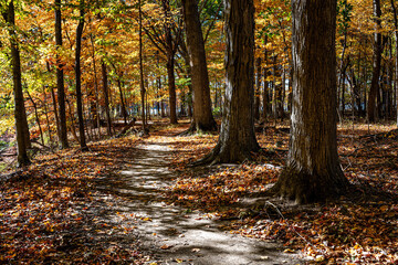 Obraz premium autumn in the forest