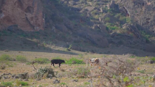 Footage captures two grazing animals, possibly cattle or donkeys, navigating the dry, rocky terrain of Wadi Bani Khalid in the Al Sharqiyah Governorate of Oman.
