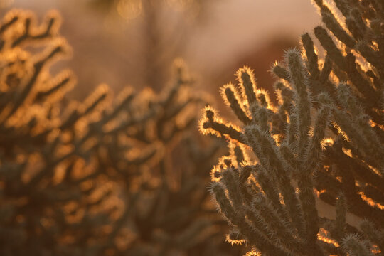 close up view of cholla cactus glowing in the sun during golden hour sunset