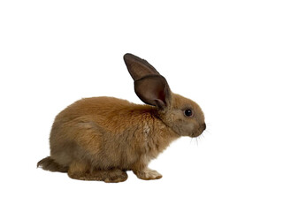 Small Brown Rabbit Isolated on a Black Background Studio Shot