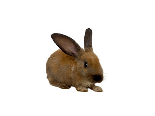 Brown Rabbit Sitting Isolated On Black Background Studio Shot
