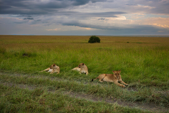 A pride of lions photographed on an African Safari