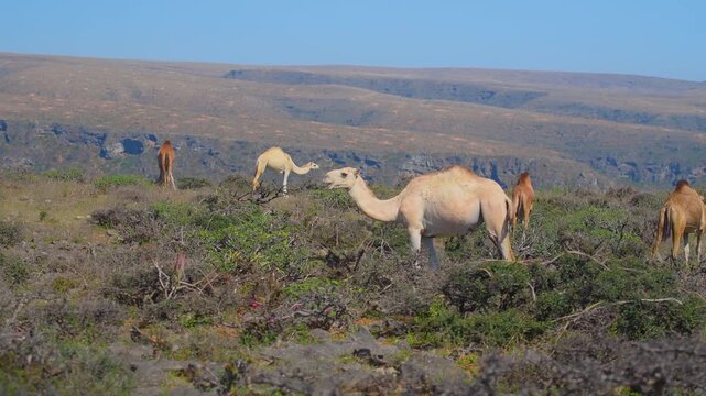 A small herd of dromedary camels roams and grazes on sparse vegetation in the dry, hilly terrain near Wadi Bani Khalid in Oman, with a clear blue sky overhead.