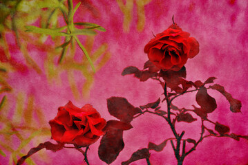 Two mature roses Pink grunge