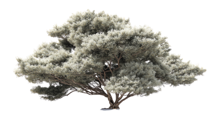 An intricately detailed tree with lush foliage, isolated on a white background, ideal for creative projects.
