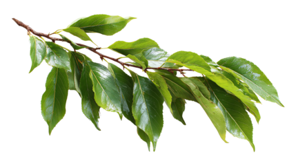 Leafy branch isolated on a white background, showcasing vibrant green foliage.