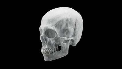 Realistic human skull isolated on black background, high resolution natural white bone skeleton 3D illustration.