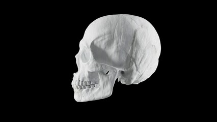 Realistic human skull isolated on black background, high resolution natural white bone skeleton 3D illustration.