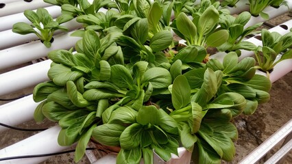 Fototapeta premium Lush Green Pak Choi Growing in Professional Hydroponic NFT Channel System