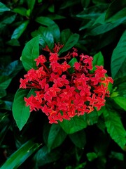 Asoka flower in the garden