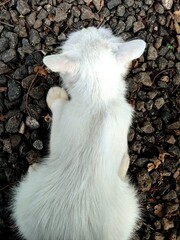 White cat on the ground