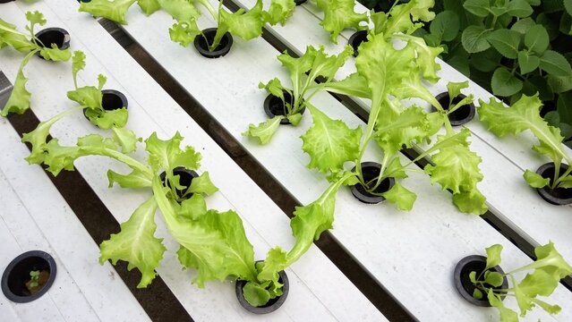 Green Oak Lettuce Growing in Hydroponic NFT System Garden