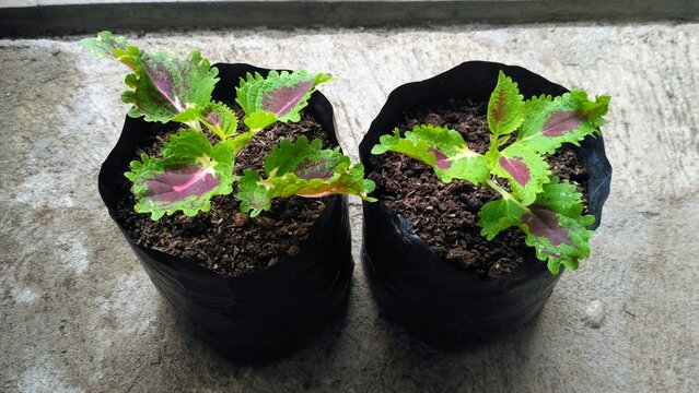 Two Coleus Ornamental Plants in Black Polybags for Nursery Sale