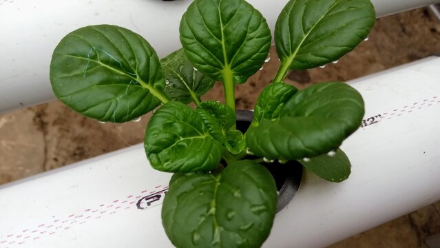 Close-Up of Fresh Green Pagoda Mustard or Tatsoi in Hydroponic System