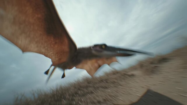 4k video of a flying pterodactyl.
