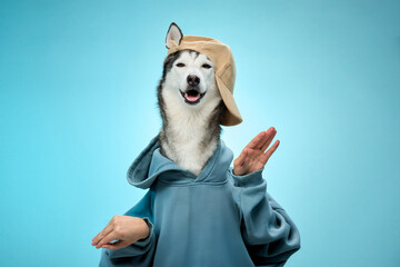 A Siberian Husky wearing a hoodie radiates happiness while gesturing against a blue background. The bright colors and playful demeanor emphasize the dog's cheerful spirit. © Anna Averianova
