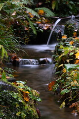 秋の杜々の森湧水公園で見られる水辺の紅葉（新潟県長岡市）