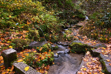 秋の杜々の森湧水公園で見られる水辺の紅葉（新潟県長岡市）