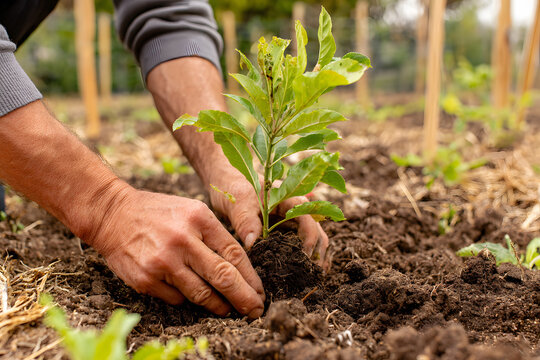 Gardening enthusiast plants young cannabis seedling in rich soil during sunny day - Powered by Adobe