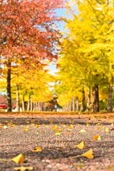 島見緑地公園で見られるイチョウ並木の紅葉風景（新潟県新潟市北区）