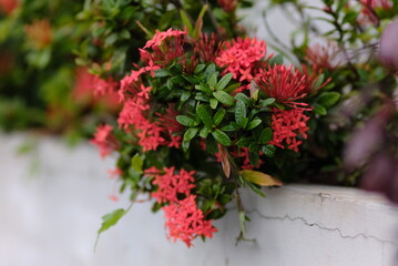 Red Ixora coccinea flower in nature garden. Beautiful Red spike flower. King Ixora blooming (Ixora chinensis). Rubiaceae flower. Ixora coccinea flower in the garden