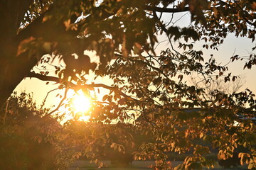 阿賀野川公園の紅葉と夕方の空の様子（新潟県新潟市）