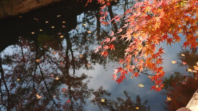 Close up view of red maple tree over the pond or lake covered with falling leaves. Forest reflecting on the surface of peaceful water in autumn. 4k slow motion footage b roll shot.