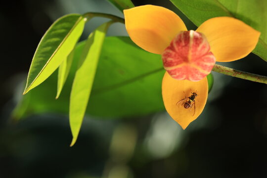 Mitrephora Keithii is a big shrub fragrant flower, 
3 outer yellow petals,recurved towards flower center.
3 inner petals with blushes of red, fused into a dome over the reproductive organ.
THAILAND