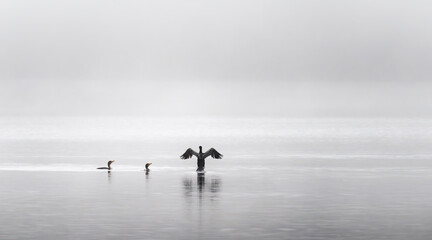 Minimalist misty lake with cormorant wings spread and reflection serene fog wildlife scene waterbirds in soft gray dawn fine art nature photography negative space quiet calm meditative stillness