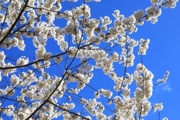 Flowing dogwood tree