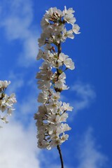 Low angle view of cherry blossoms against blue sky