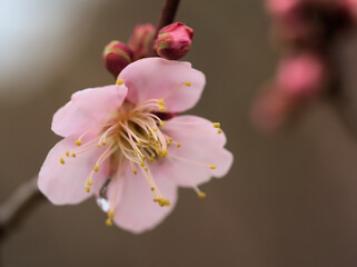 Obraz premium 曇天の12月に咲いた梅の花「紅冬至（コウトウジ）」