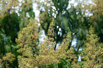 Mango flowers on the tree in the garden. Selective focus.