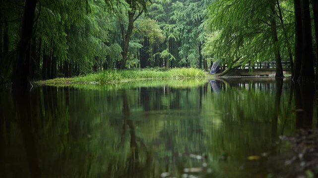 Secret garden in deep forest, peaceful reflections of trees and grasses on green water with ripples made by fish, 4k slow motion footage b roll shot, loop able video.