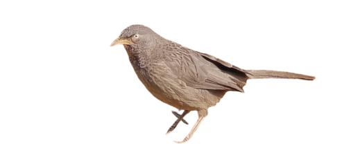 A small brown Common Babbler  bird with a slender body and long tail perched on a single leg against a pure white background cutout