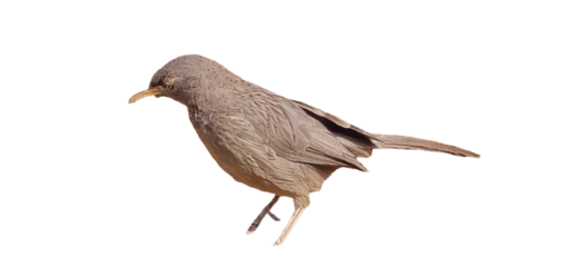 Common Babbler, Brown bird with a slender body and long tail perched in a dynamic pose against a white background product shot isolated