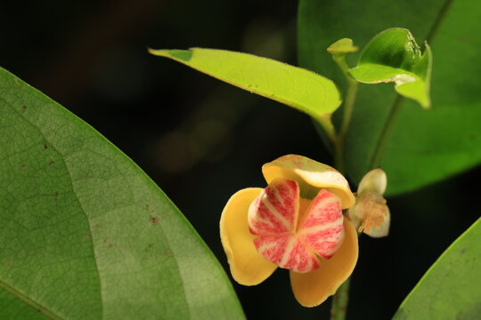 Mitrephora Keithii is a big shrub fragrant flower, 
3 outer yellow petals,recurved towards flower center.
3 inner petals with blushes of red, fused into a dome over the reproductive organ.
THAILAND