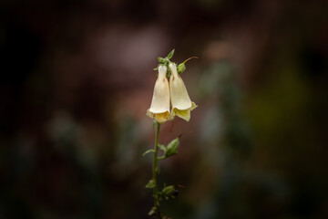 Close-up of a pale yellow Foxglove (Digitalis) flower blooming in the wild. The bell-shaped blossoms hang from a tall green stem against a blurred forest background.