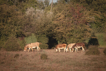 Four donkeys grazing in a meadow with dense bushes in the background. The animals stand in a line amidst dry grass and green vegetation. Equus Asinus, domestic donkey, is a cattle farm animal.